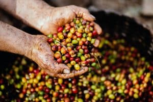 Los granos del cafe