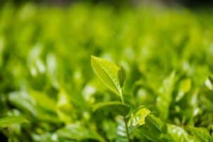 ¿Qué es el té verde?
