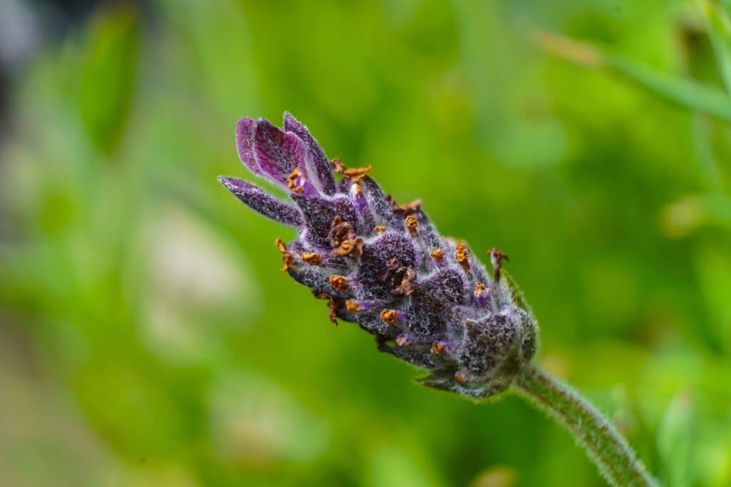 Origen de la lavanda