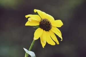 Beneficios del aceite de onagra