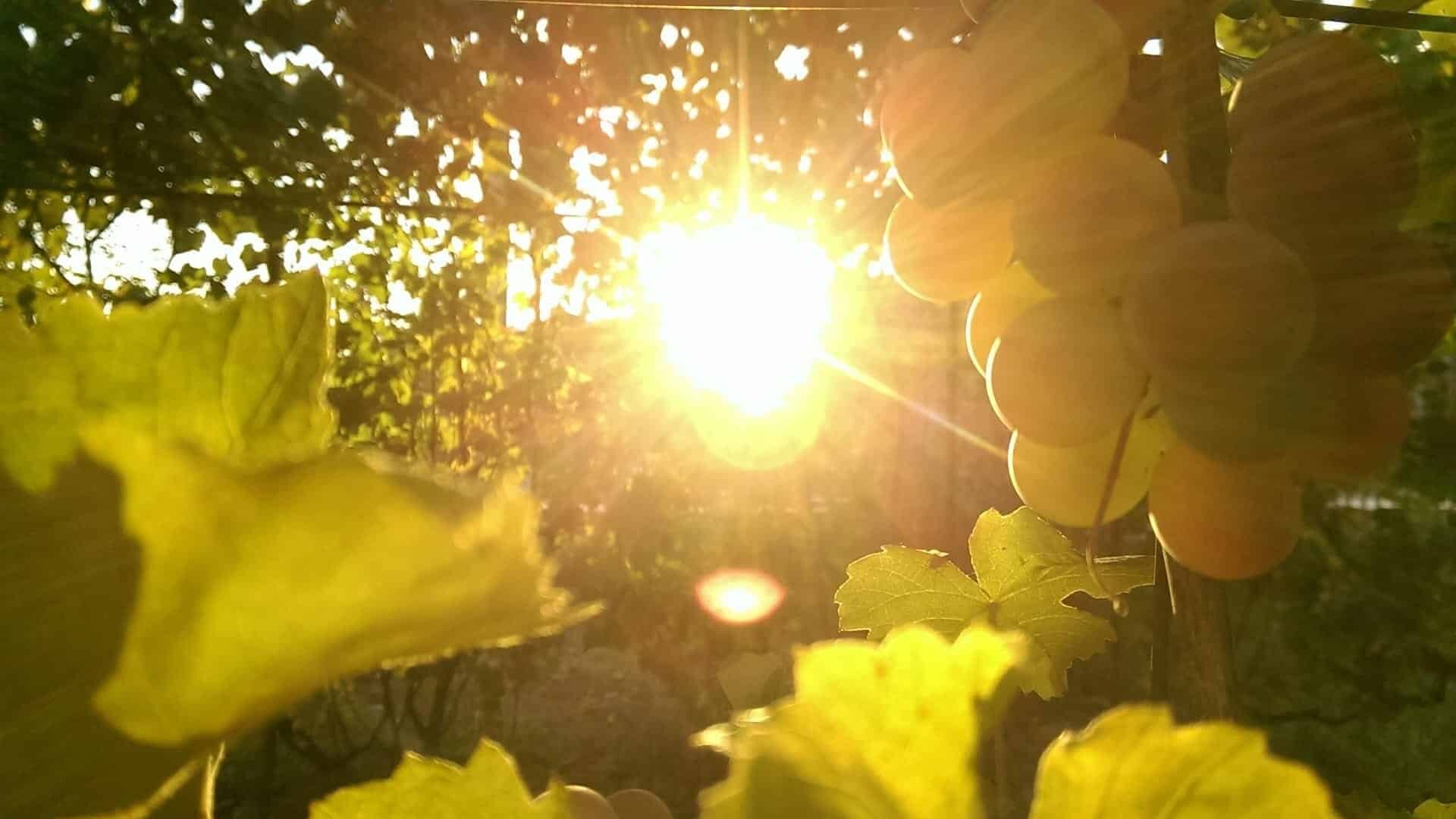 Precauciones y riesgos de consumir demasiada vitamina D